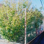 埼玉県、本庄市での作業事例