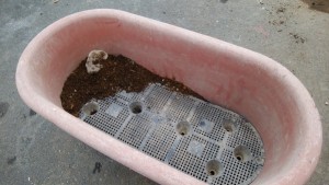 プランター内のプラスチックごみを取る