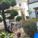 庭木の剪定作業「一軒家の片付け売却予定」