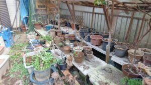 植木鉢やブロック片付け前