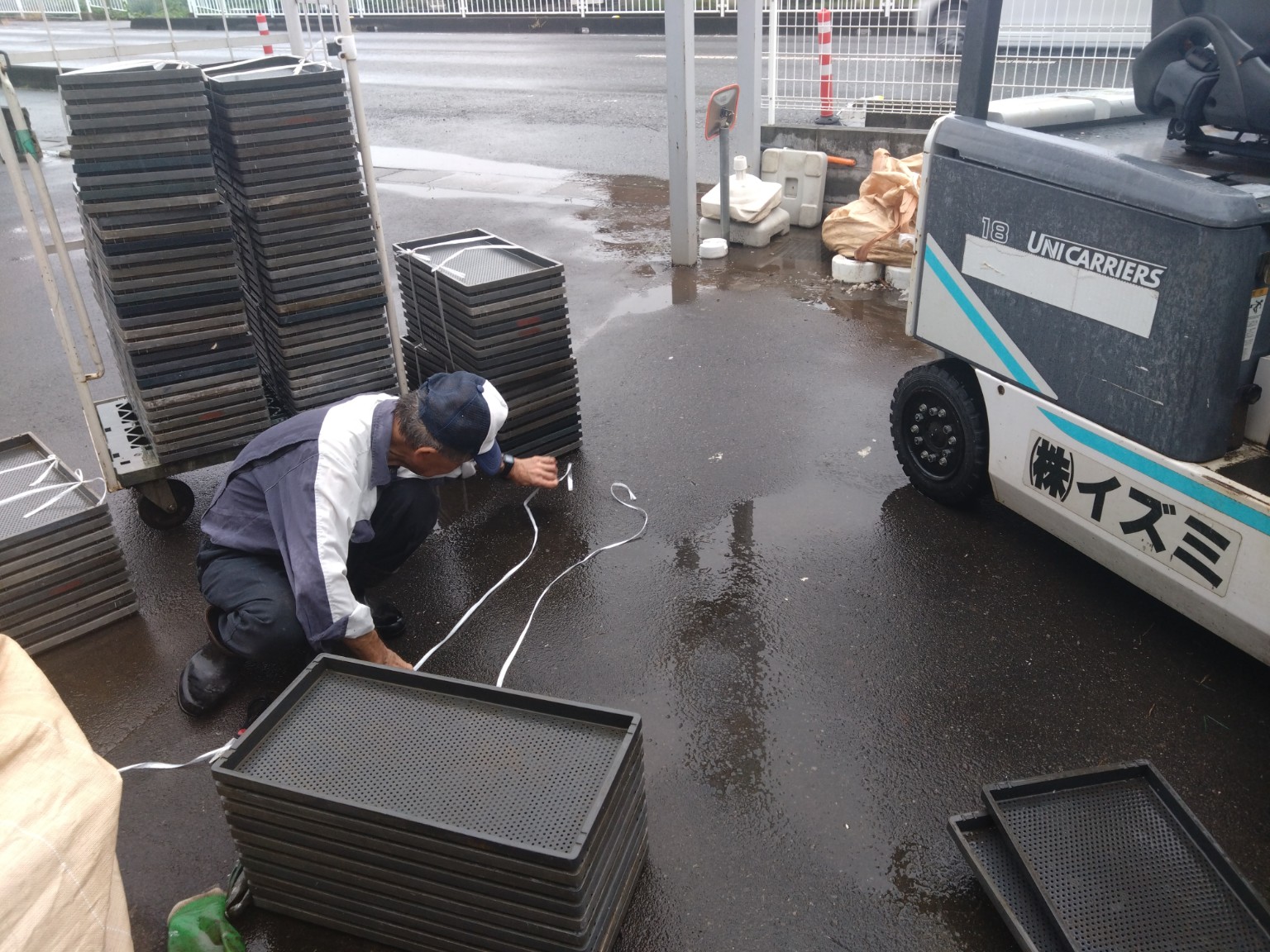苗箱洗浄中
